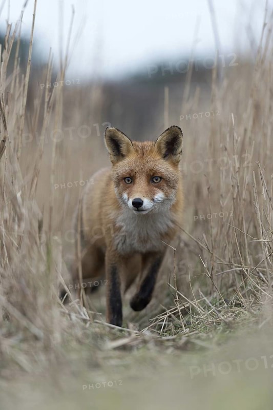 On the move... Red fox (Vulpes vulpes), fox running along a fox trail through reeds, frontal view, detailed close-up, alert eyes, foxes often use the same paths when foraging through their territory, treading paths, native nature, North Holland, Netherlands, Western Europe