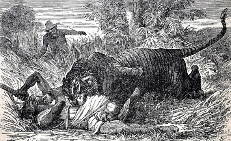 Tiger has attacked a local hunter, another hunter rushes to help, c. 1880, India, digitally enhanced reproduction of a 19th century original, historical, exact date unknown