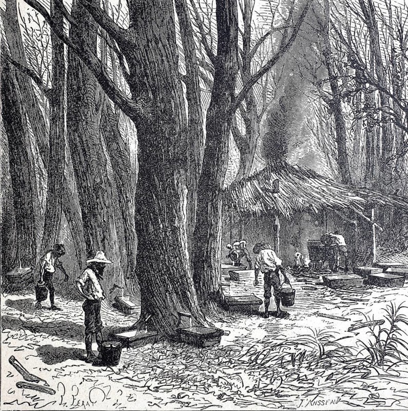 Extraction of the sap from the sugar palm or date palm, around 1880, Bengal, India, digitally improved reproduction of a 19th century model, historical, exact date unknown