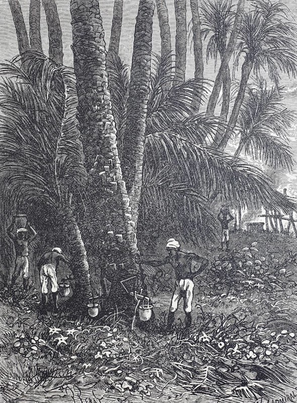 Extraction of maple sap for maple sugar and maple syrup, around 1880, Canada, digitally improved reproduction of a 19th century model, historical, exact date unknown