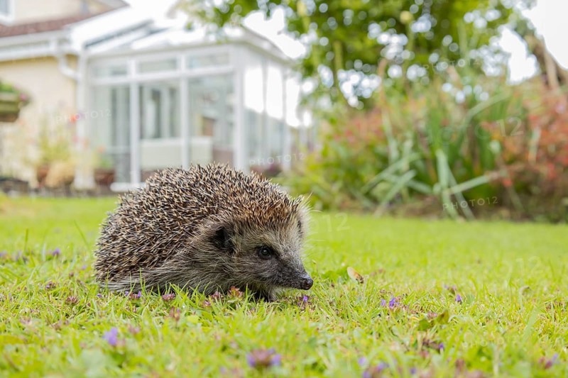 European hedgehog (Erinaceus europaeus) adult animal on a garden grass lawn with a house in the background in summer, England, United Kingdom