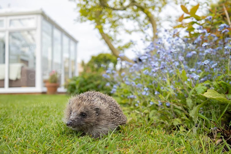 European hedgehog (Erinaceus europaeus) adult animal on a garden grass lawn with a house conservatory in the background in spring, England, United Kingdom