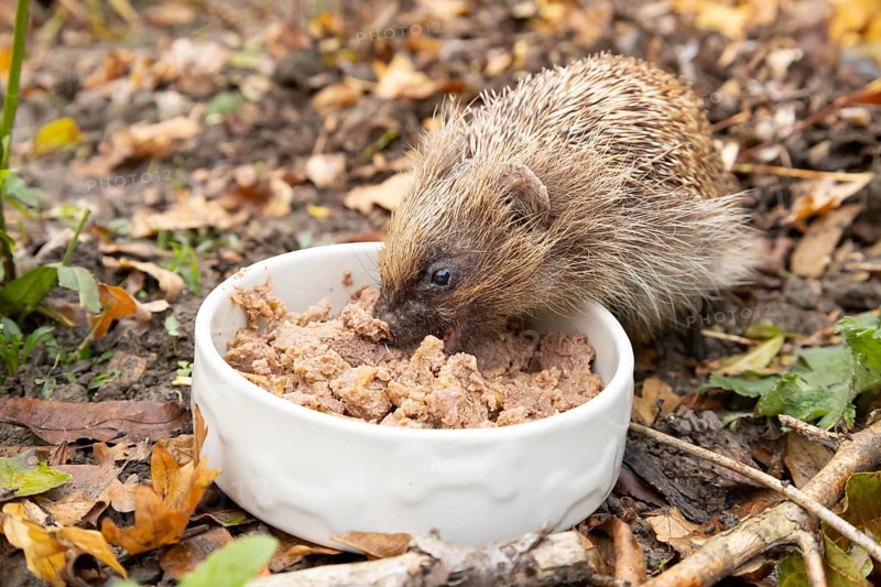 European hedgehog (Erinaceus europaeus) adult animal feeding on wet dog food in a bowl in a garden in autumn, England, United Kingdom