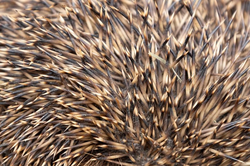 European hedgehog (Erinaceus europaeus) adult animal close up of its spines on its body, England, United Kingdom