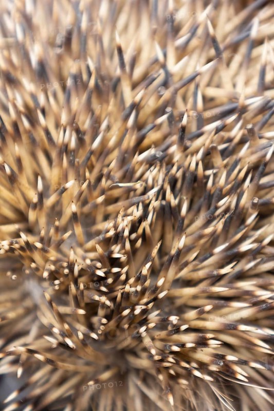 European hedgehog (Erinaceus europaeus) adult animal close up of its spines on its body, England, United Kingdom