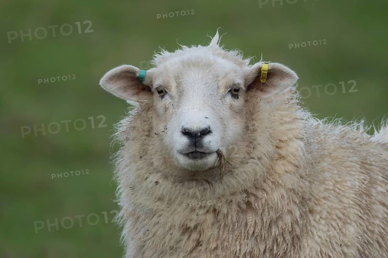 Domestic sheep (Ovis aries) adult ewe farm animal standing in a grass field, England, United Kingdom