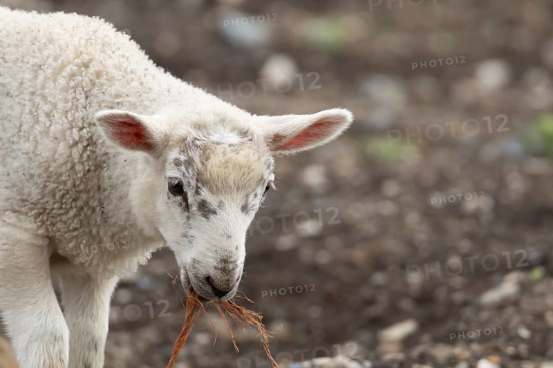 Domestic sheep (Ovis aries) juvenile baby lamb farm animal with a piece of rope in its mouth, England, United Kingdom