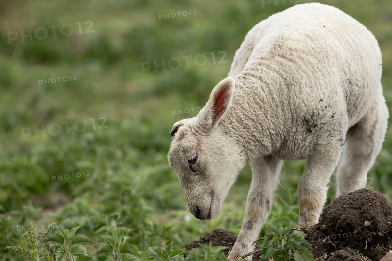 Domestic sheep (Ovis aries) juvenile baby lamb farm animal in a field, England, United Kingdom