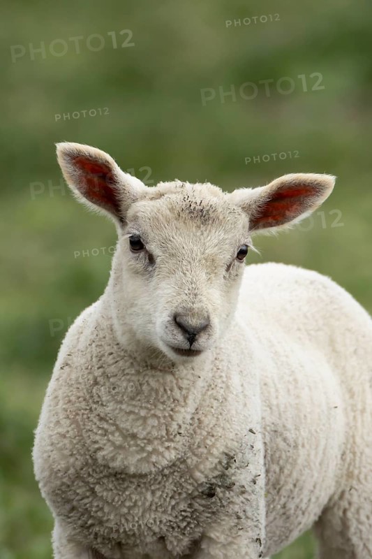 Domestic sheep (Ovis aries) juvenile baby lamb farm animal in a field, England, United Kingdom