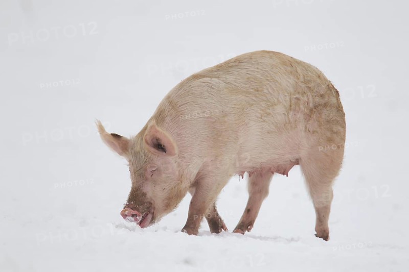 Domestic pig (Sus scrofa domesticus) adult farm animal searching for food on snow in winter, England, United Kingdom