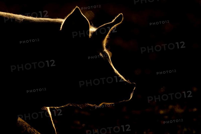 Domestic pig (Sus domesticus) adult farm animal head portrait backlit, England, United Kingdom