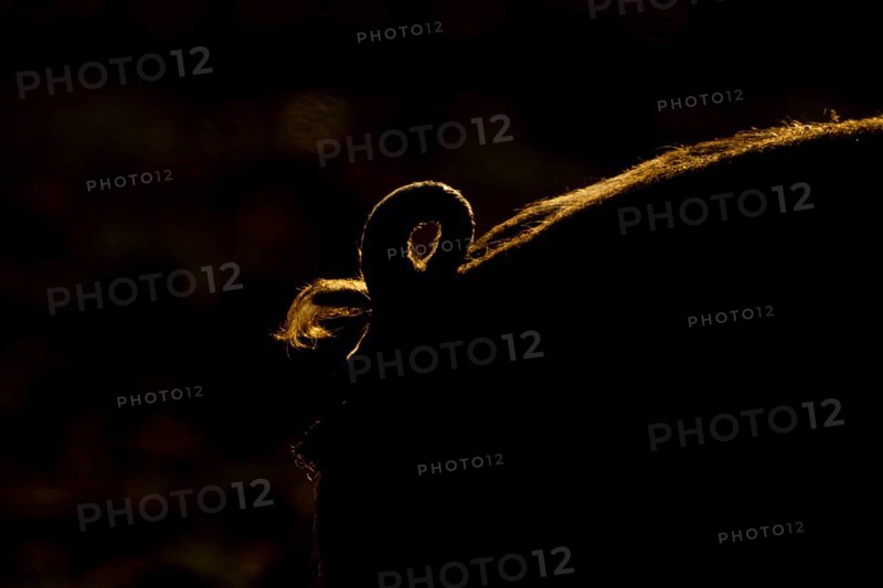 Domestic pig (Sus domesticus) adult farm animal close up of its curly tail backlit, England, United Kingdom
