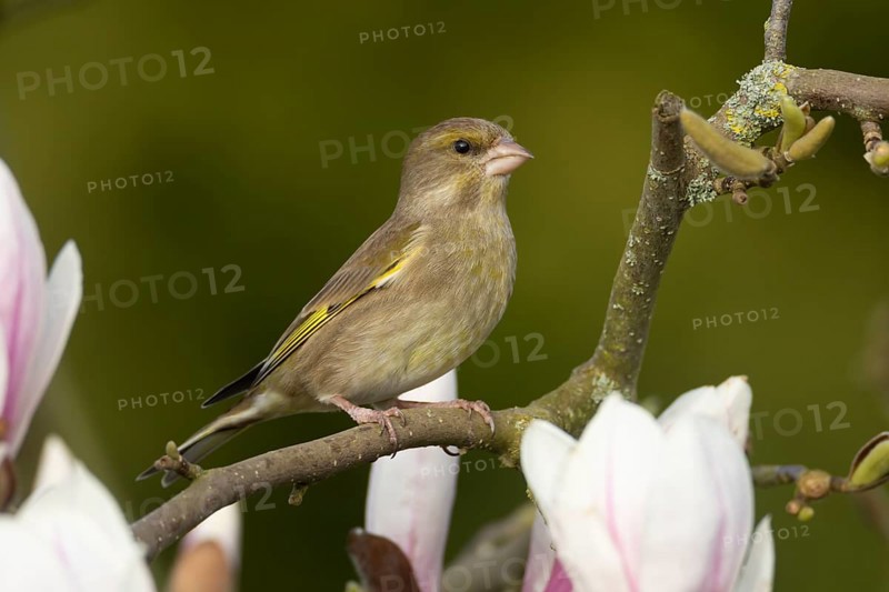 European greenfinch (Chloris chloris) adult female garden bird on a magnolia tree branch in spring, England, United Kingdom