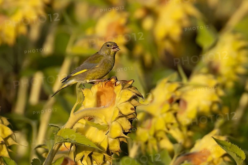 European greenfinch (Chloris chloris) adult male garden bird on a sunflower seedhead in autumn, England, United Kingdom