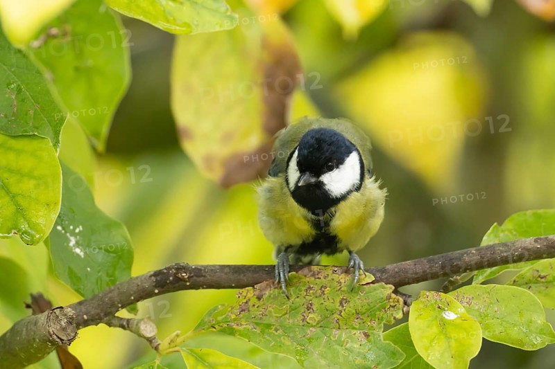 Great tit (Parus major) adult garden bird on a magnolia tree branch amongst autumn colour leaves, England, United Kingdom