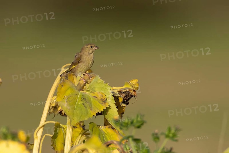European greenfinch (Chloris chloris) adult female garden bird on a sunflower seedhead in autumn, England, United Kingdom