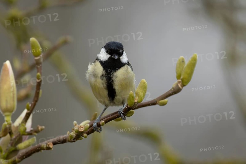 Great tit (Parus major) adult garden bird on a magnolia tree branch in spring, England, United Kingdom
