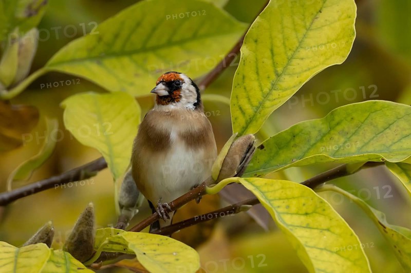 European goldfinch (Carduelis carduelis) adult garden bird on a magnolia tree branch amongst autumn colour leaves, England, United Kingdom