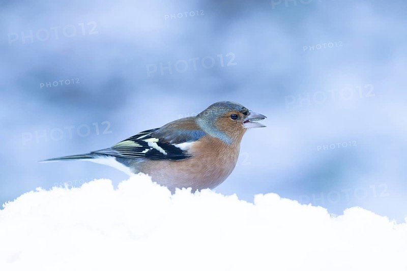Eurasian chaffinch (Fringilla coelebs) adult male garden bird feeding in snow in winter, England, United Kingdom
