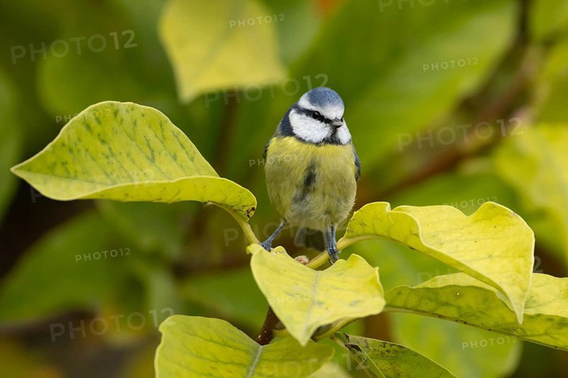 Blue tit (Cyanistes caeruleus) adult garden bird on a magnolia tree branch amongst autumn colour leaves, England, United Kingdom