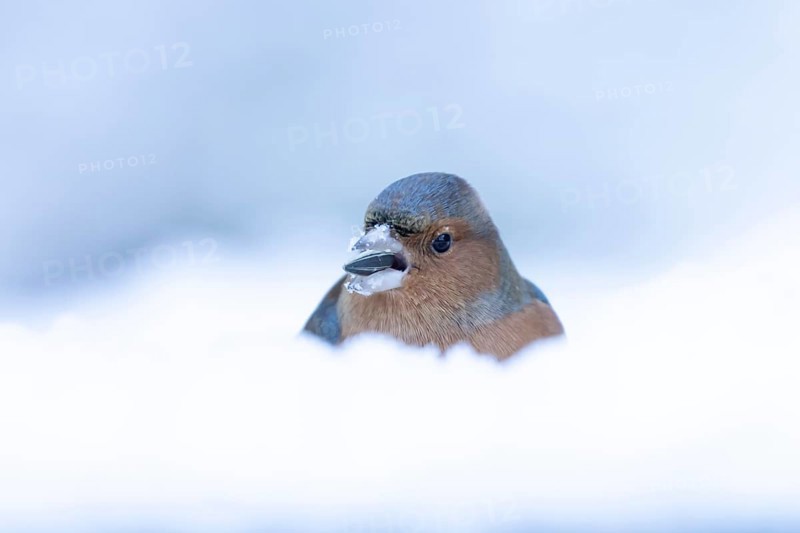 Eurasian chaffinch (Fringilla coelebs) adult male garden bird feeding on a sunflower seed in snow in winter, England, United Kingdom