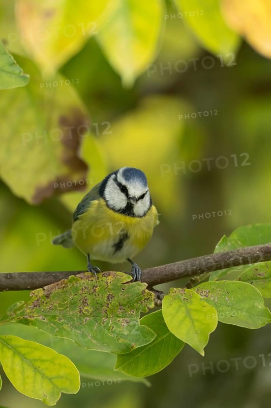 Blue tit (Cyanistes caeruleus) adult garden bird on a magnolia tree branch amongst autumn colour leaves, England, United Kingdom