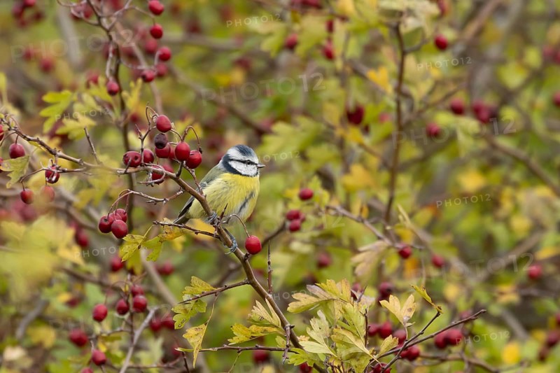 Blue tit (Cyanistes caeruleus) adult garden bird on a Hawthorn tree branch amongst autumn colour leaves and red berries, England, United Kingdom