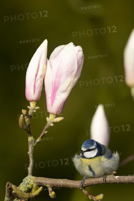 Blue tit (Cyanistes caeruleus) adult garden bird on a magnolia tree branch amongst spring blossom, England, United Kingdom