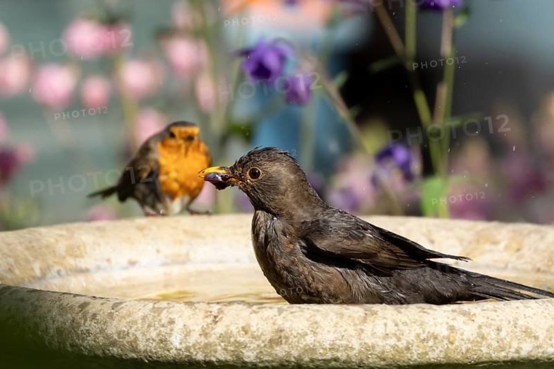 Eurasian blackbird (Turdus merula) adult female garden bird bathing in a bird bath, England, United Kingdom
