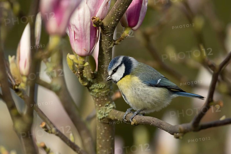 Blue tit (Cyanistes caeruleus) adult garden bird on a magnolia tree branch amongst spring flowering blossom, England, United Kingdom