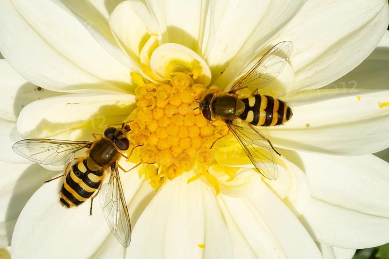 Common hoverfly (Eupeodes corollae) two adult insects feeding on a garden Dahlia flower in summer, England, United Kingdom