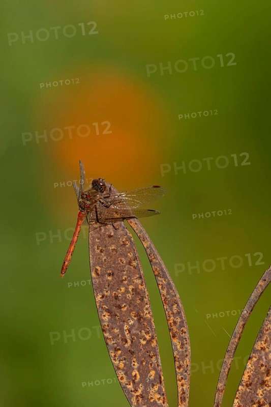 Common darter dragonfly (Sympetrum striolatum) adult insect on a metal hare garden sculpture in summer, England, United Kingdom