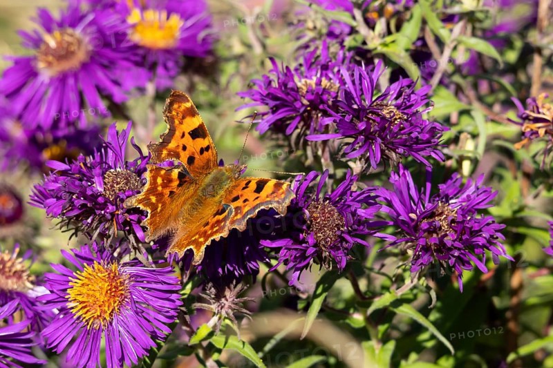 Comma butterfly (Polygonia c-album) adult insect feeding on Aster purple garden flowers in summer, England, United Kingdom