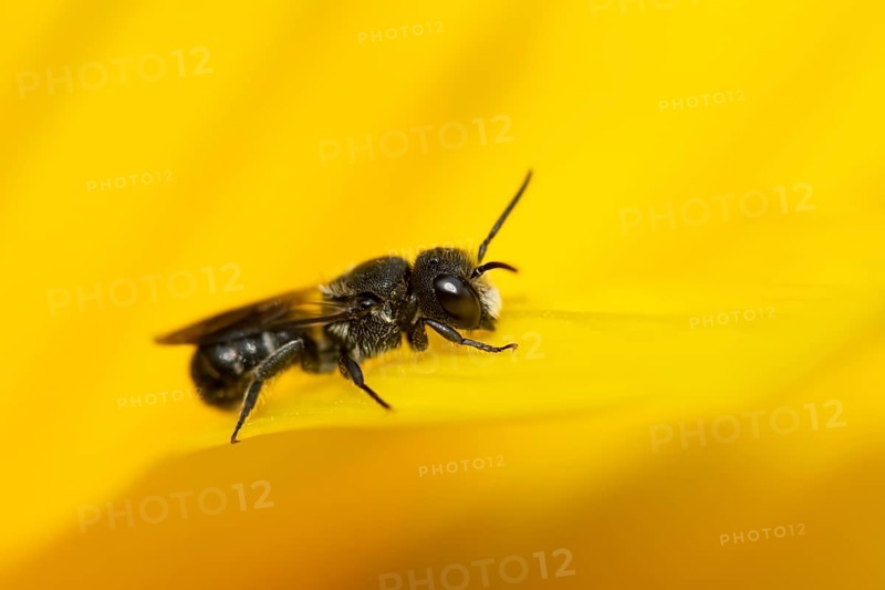 Mason bee (Osmia spp) adult bee insect on a yellow garden flower in summer, England, United Kingdom