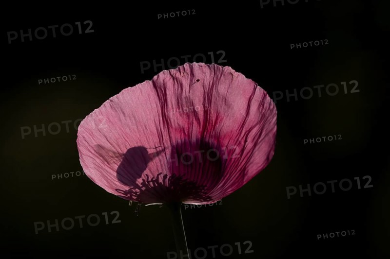 Buff tailed bumblebee (Bombus terrestris) adult bee insect flying towards a garden poppy flower in summer, England, United Kingdom
