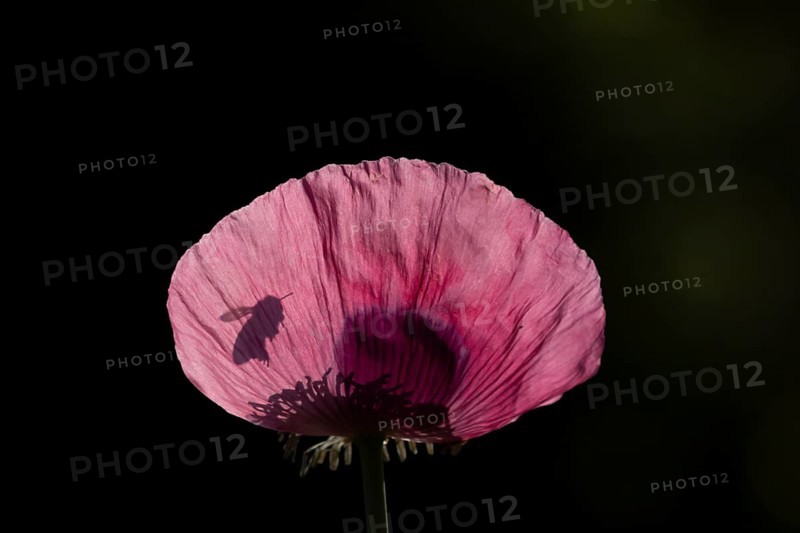 European honey bee (Apis mellifera) adult bee insect flying towards a garden poppy flower in summer, England, United Kingdom
