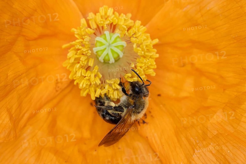Common carder bumblebee (Bombus pascuorum) adult bee insect feeding on a garden Spanish orange poppy flower in summer, England, United Kingdom