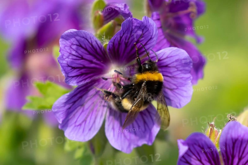 Buff tailed bumblebee (Bombus terrestris) adult bee insect feeding on a garden purple geranium flower in summer, England, United Kingdom