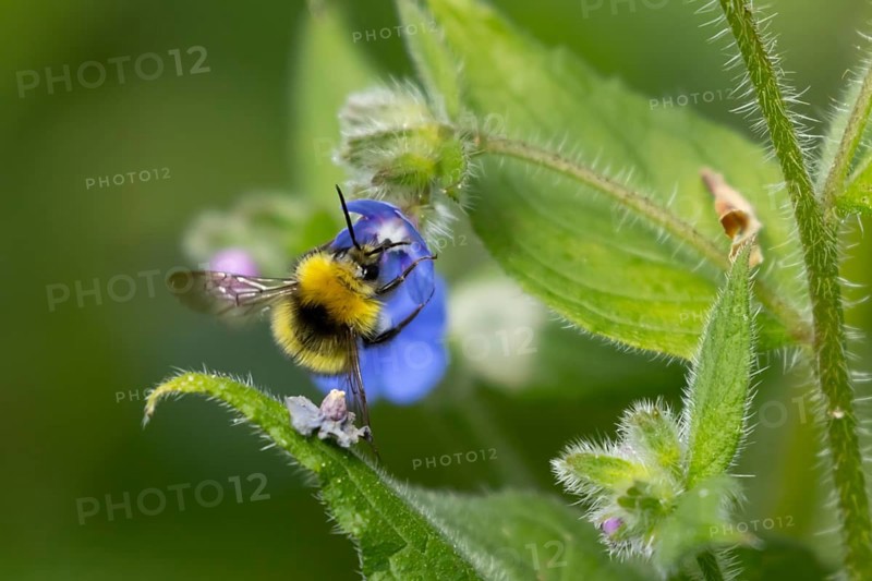 Early bumblebee (Bombus pratorum) adult bee insect feeding on a garden Green alkanet flower in spring, England, United Kingdom