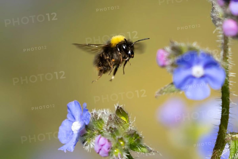 Buff tailed bumblebee (Bombus terrestris) adult bee insect flying in spring, England, United Kingdom
