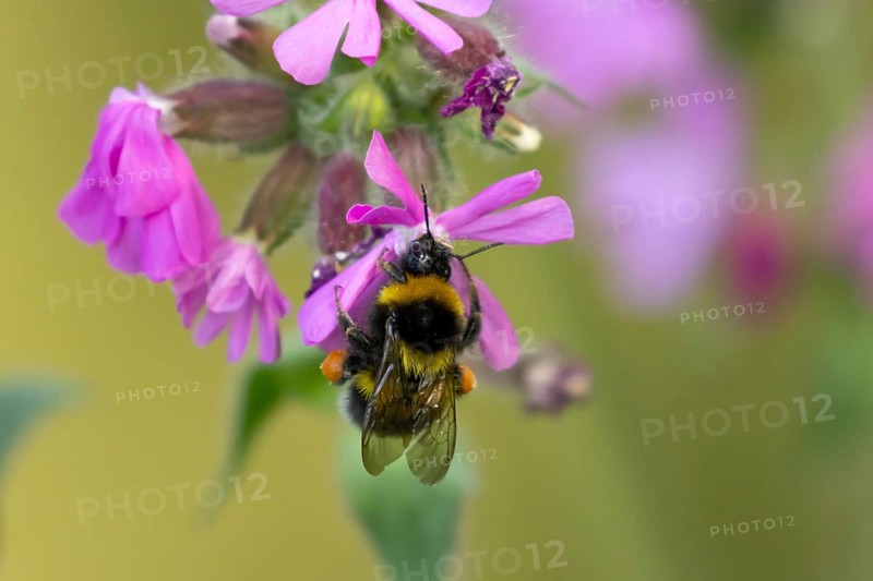 Buff tailed bumblebee (Bombus terrestris) adult bee insect on a garden Red campion flower in spring, England, United Kingdom