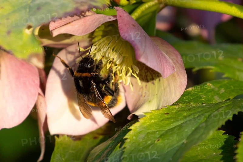 Buff tailed bumblebee (Bombus terrestris) adult bee insect feeding on a garden Hellebore purple flower in spring, England, United Kingdom