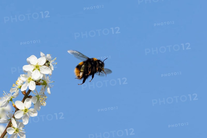 Buff tailed bumblebee (Bombus terrestris) adult bee insect flying from Blackthorn blossom in spring, England, United Kingdom