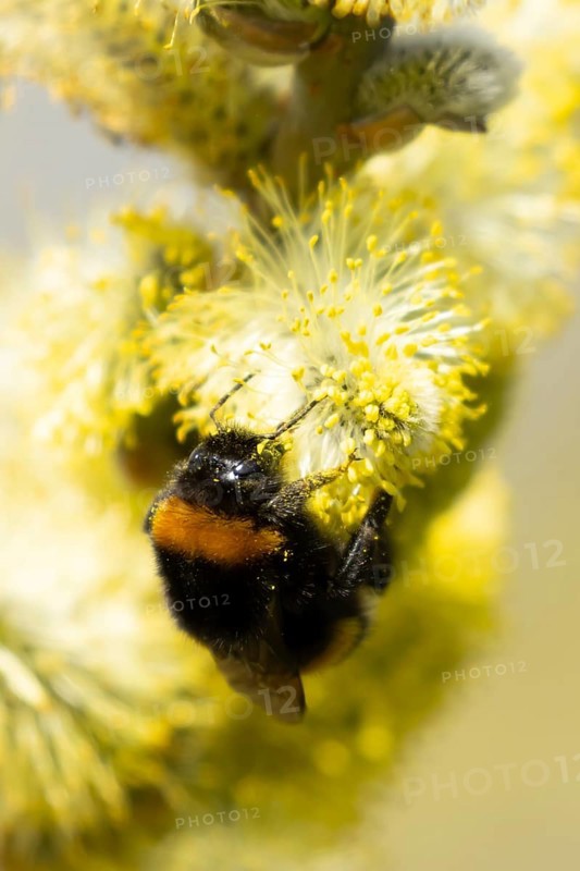 Buff tailed bumblebee (Bombus terrestris) adult bee insect feeding on Goat or Pussy willow (Salix caprea) yellow flowers in spring, England, United Kingdom