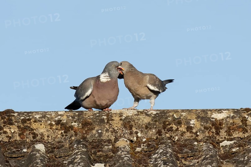 Wood pigeon (Columba palumbus) adult garden bird feeding a juvenile baby squab bird on a house roof in summer, England, United Kingdom