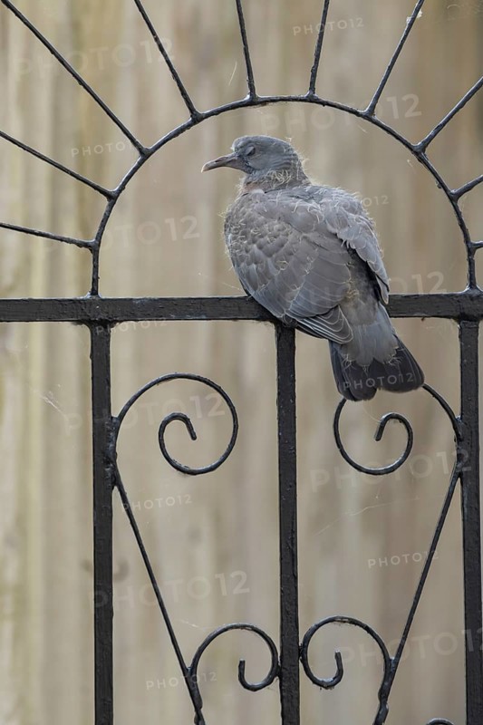 Wood pigeon (Columba palumbus) juvenile baby squab bird on a metal garden gate in summer, England, United Kingdom