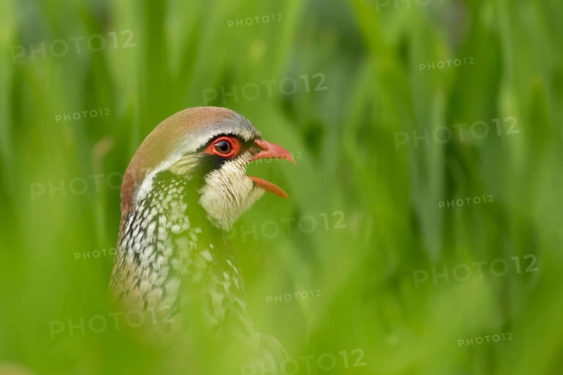 Red legged or French partridge (Alectoris rufa) adult bird calling, England, United Kingdom