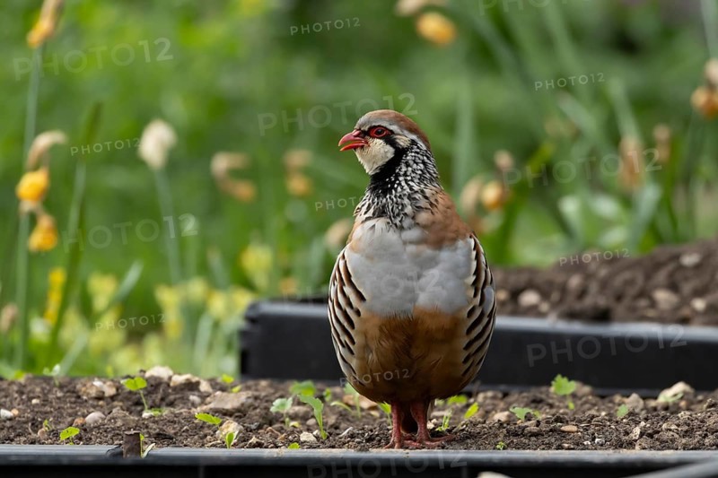 Red legged or French partridge (Alectoris rufa) adult bird on a garden raised vegetable bed in spring, England, United Kingdom