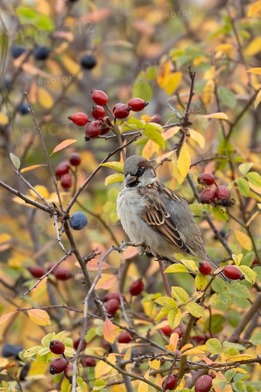 House sparrow (Passer domesticus) adult male bird preening in a hedgerow amongst autumn leaves and berries, England, United Kingdom