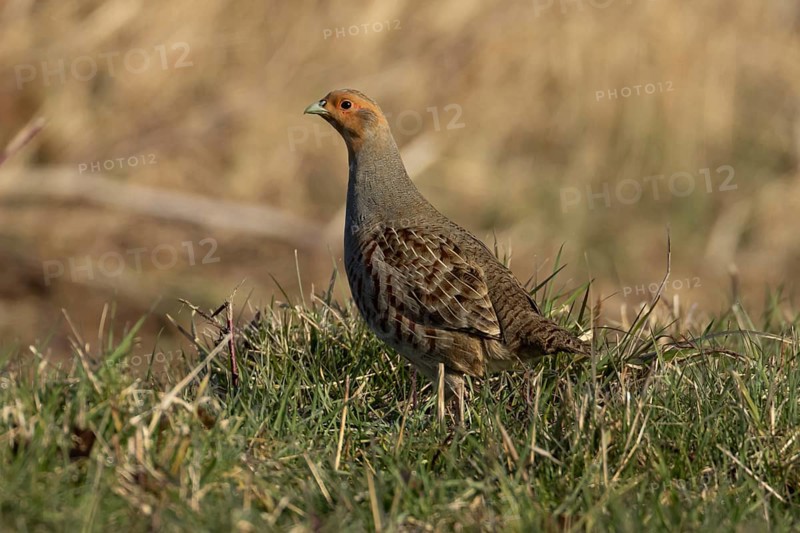 Grey or English partridge (Perdix perdix) adult bird on a farmland field, England, United Kingdom